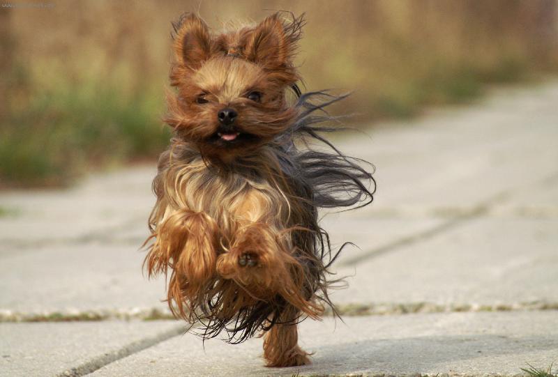 Foto: Hop a sk��u d�l ...-Sweny n� jork a jeho neust�l� legr�cky 8.11.2006