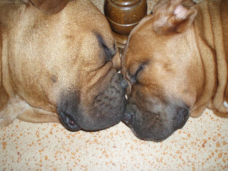 Foto: sladce unaveni - zaslou�en� neru�eny-moje princezny Bastet a Cleopatra Ballotada - nevinn� jen ve sp�nku