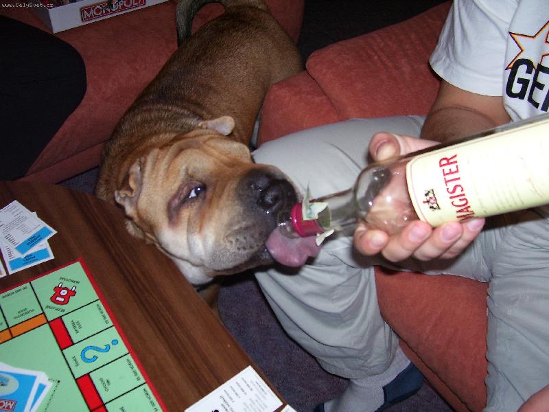 Foto: n� mal� alkoholik-pejsci taky r�di:-)
