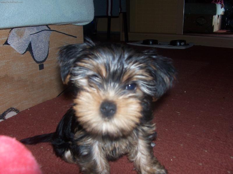 Foto: Na�e Roz�rka-Jsem toti� hrozn� zv�davka!