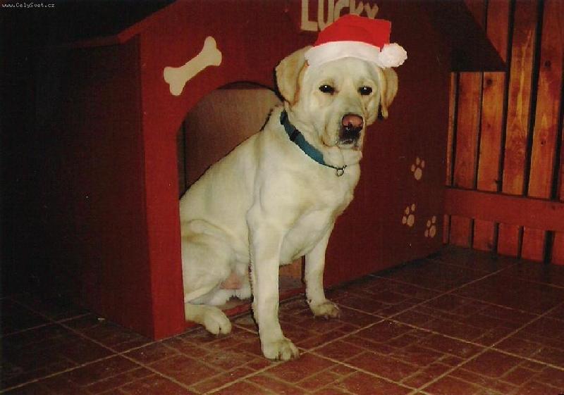 Foto: N� pejsek Lucky jako Santa Claus