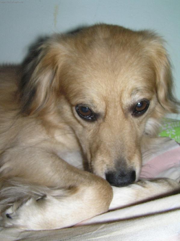 Foto: Lucky-Lucky je k��enec zlat�ho retr�vra :)