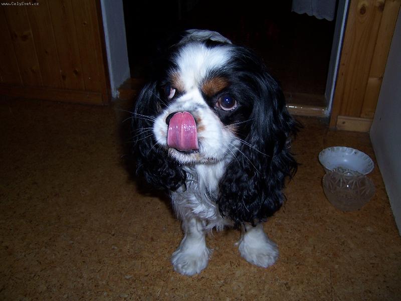 Foto: Benou�ek-To byla ale dobrota..