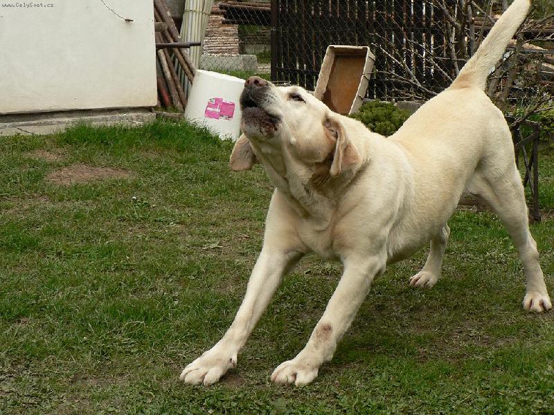 Foto: T�k� protahov�n�