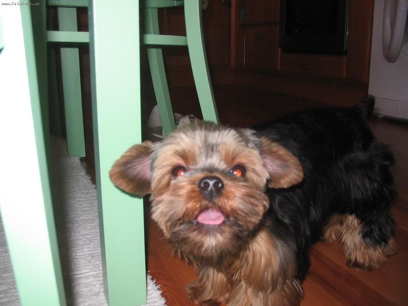 Foto: Fil�pek-pusinky