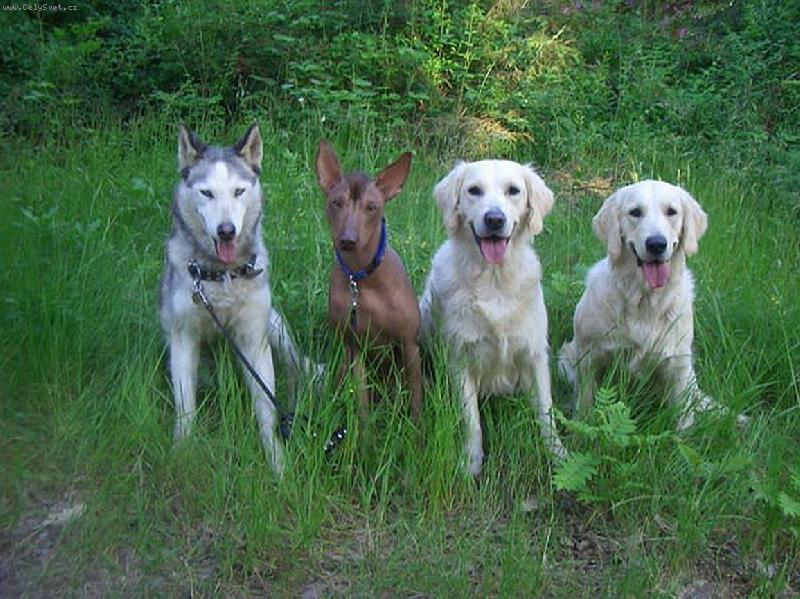 Foto: Spr�vn� �tyrka-Elsi�ka, Jed�k, Ponnynka, Luckytka