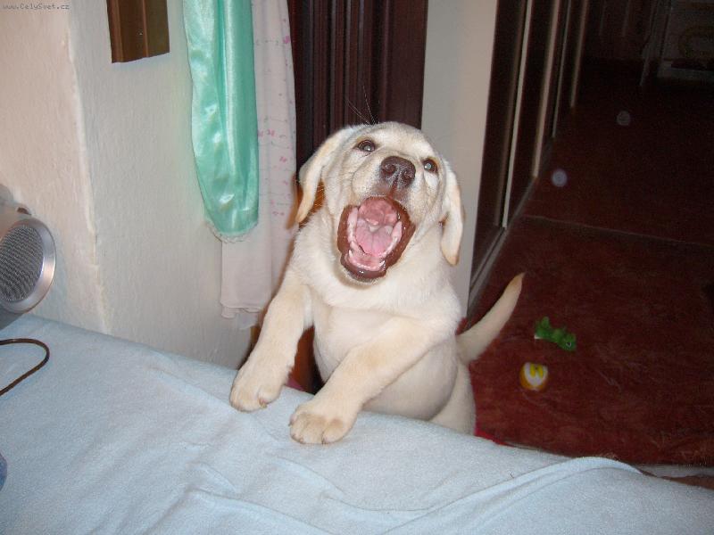 Foto: Salma-to m�m zoubky?