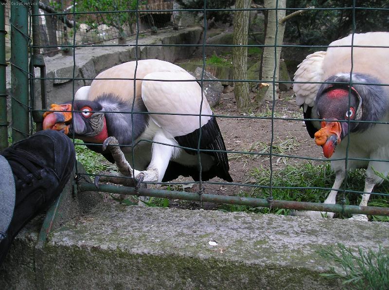 Foto: jak barevn� hlava papala botu