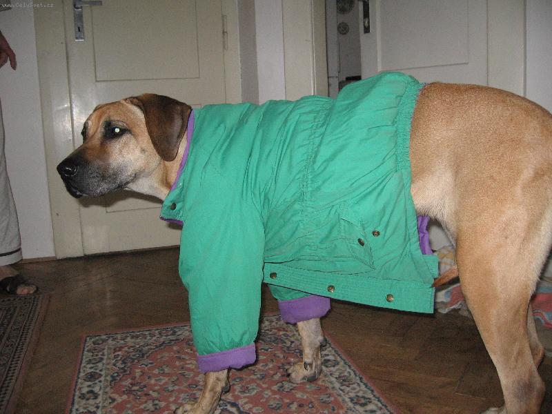 Foto: Ps� zima-pes s bundou