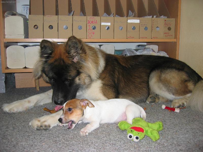 Foto: Ve dvou se to l�pe t�hne.