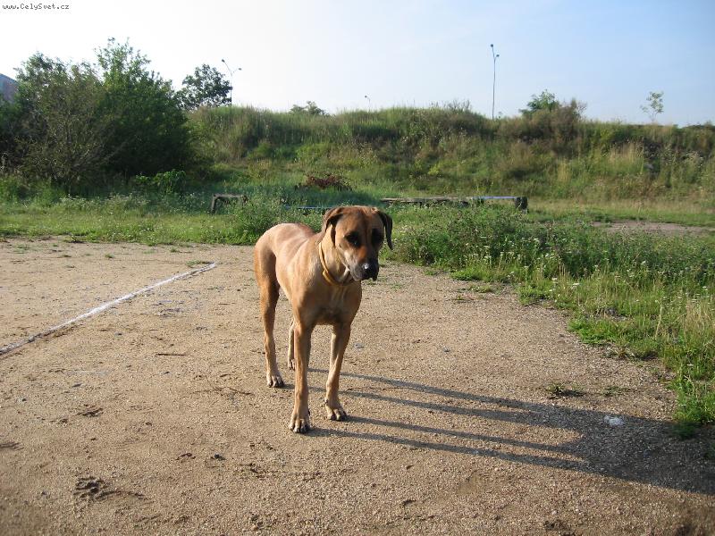 Foto: U� zase jdeme??????-N� pes Dita.