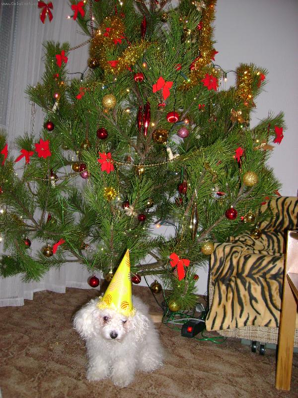 Foto: Jessika oslavuje Silvestra-takhle na�e Jessika oslavuje silvestra