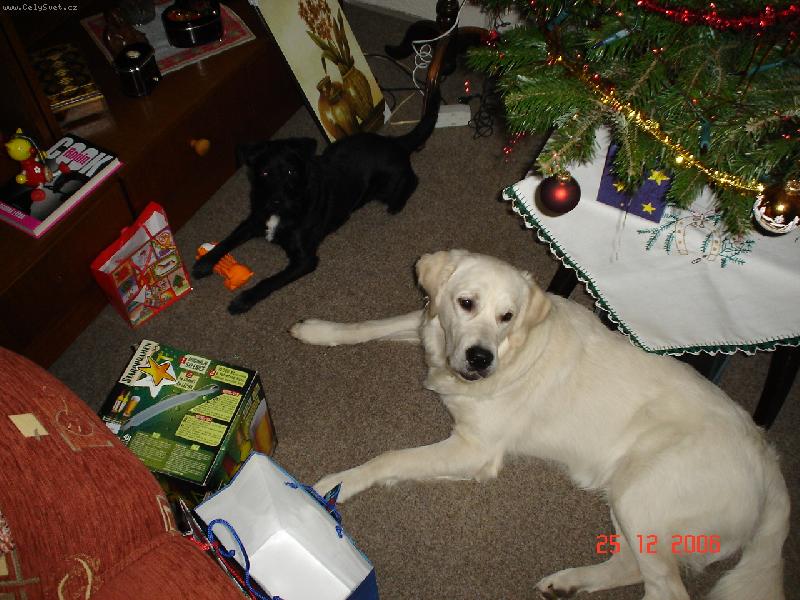 Foto: Bastienek-na�e nej v�no�n� d�re�ky - Bastien a Benny