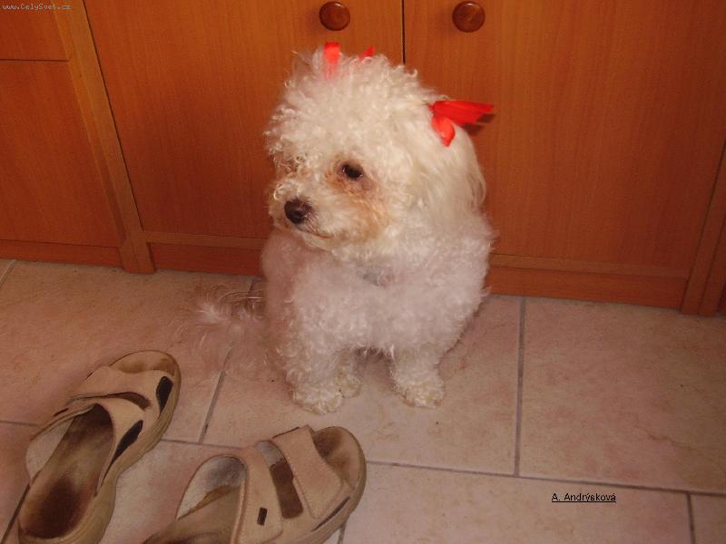 Foto: Nelinka-Nachystan� na oslavu