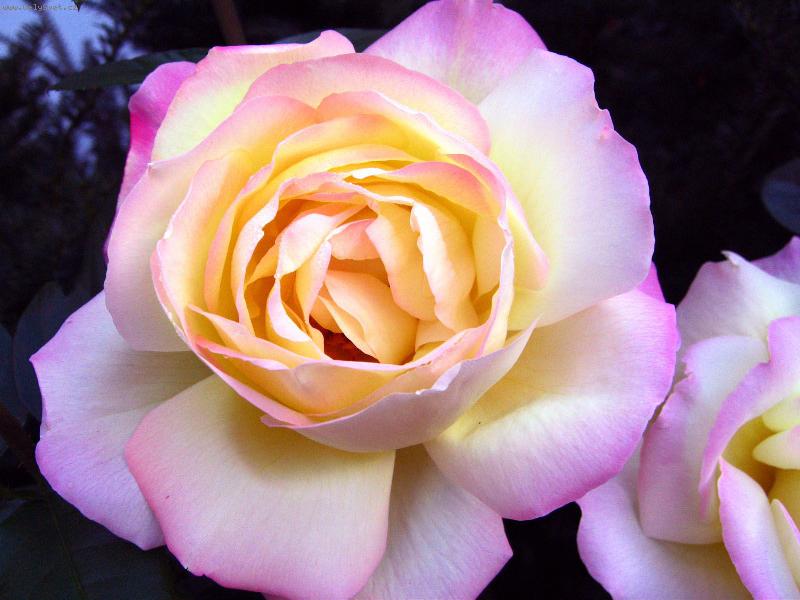 Foto: Vzpom�nka na l�to