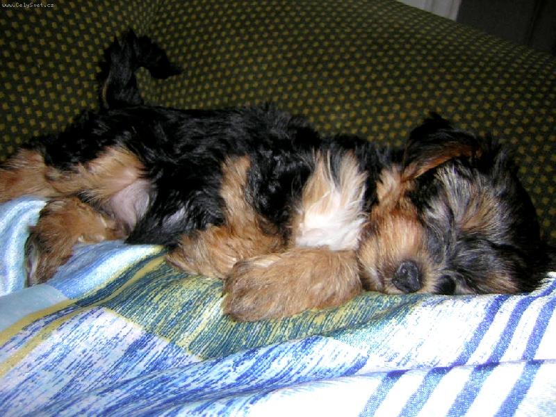 Foto: Ps� miminko-Sp�c� and�lek