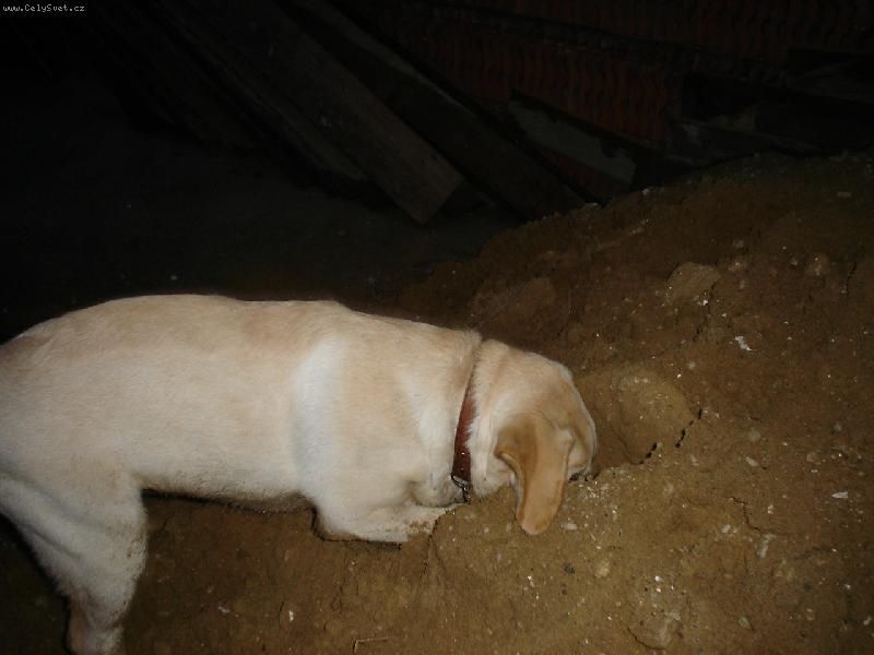 Foto: Hrabu, hrabu, je�t� kousek a pro dne�ek jsem hotov�