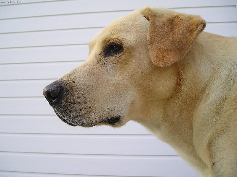 Foto: Portr�t-vz�cn� chvilka, kdy je n� pes v klidu :o)