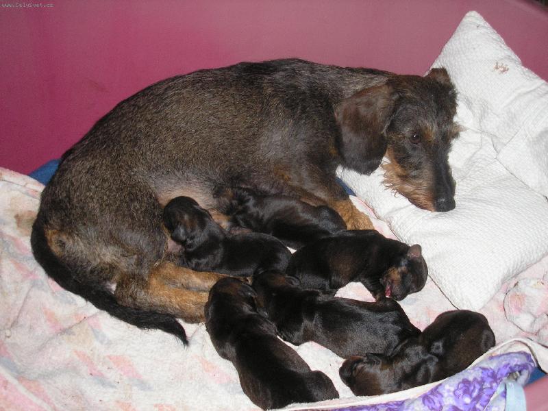 Foto: T�k� �ivot jezev��ka-Orinka spink�