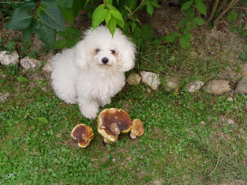 Foto: n�e nejlep�� hleda�ka hub-p�ni to je �lovek