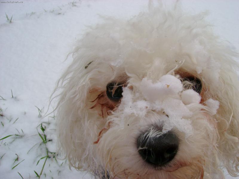 Foto: miluju sn�h-kone�n� napadlo trochu sn�hu