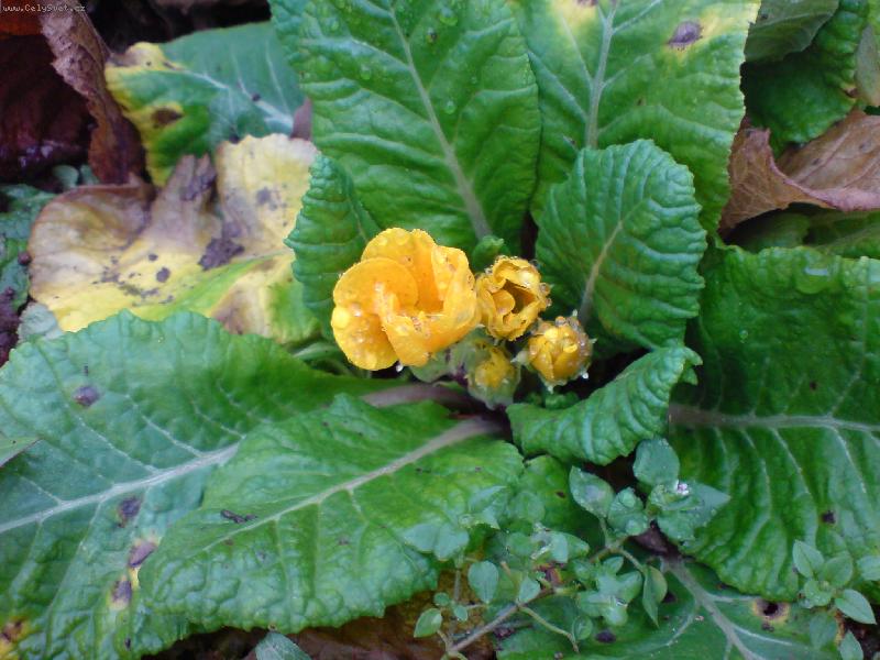 Foto: Ani mr�z ji neubl��-Mobiln� foto