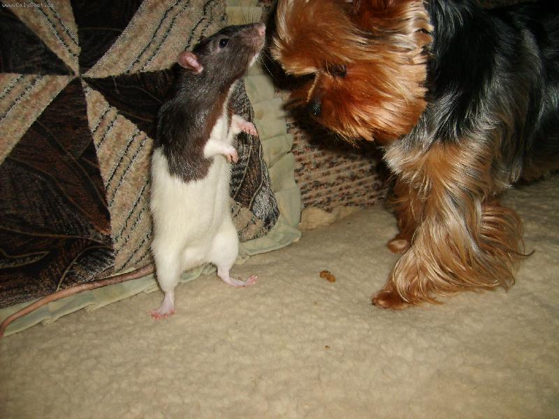 Foto: ...a to pry jsem lovec potkanu-oba se delime o papanicko