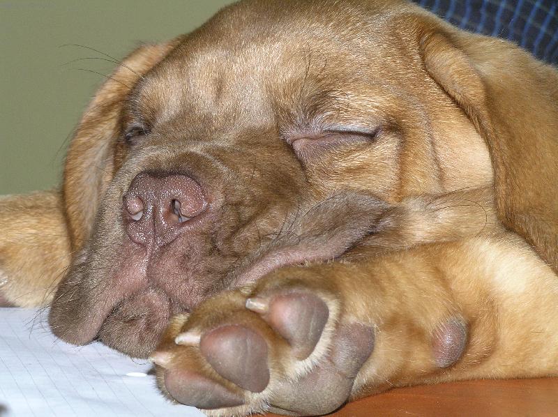 Foto: Karamelka-jak ta nase princezna spinka