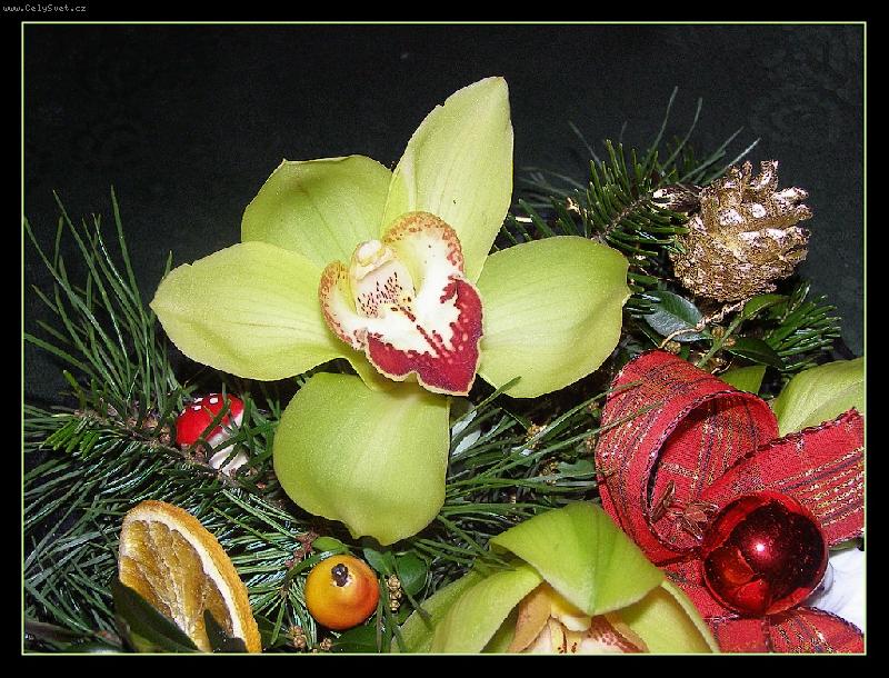 Foto: V�no�n� orchidej