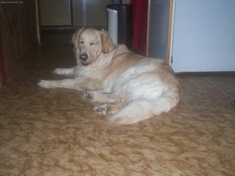 Foto: Arkisek pod strome�kem-A kde jsou d�rky?