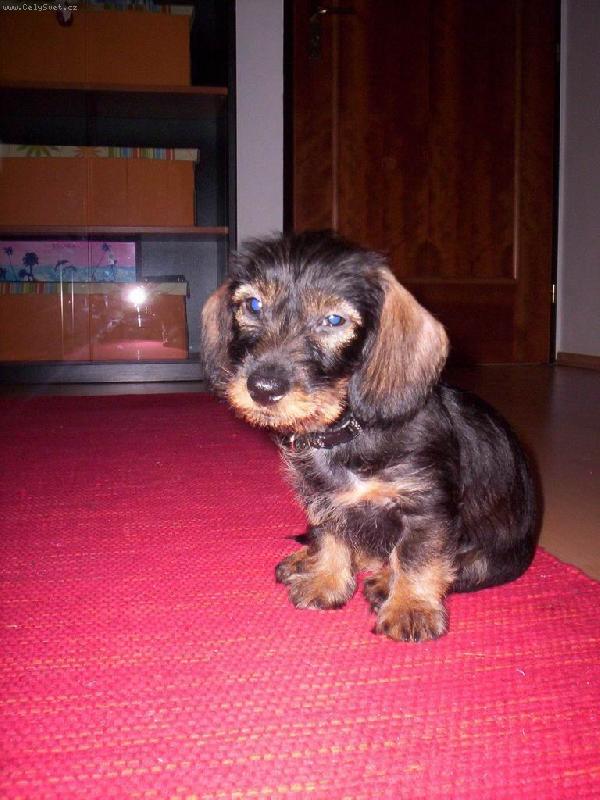 Foto: Nel�a-��go b�go ��lenci!