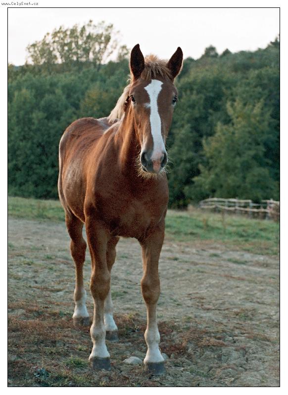 Foto: Pohled h��b�te