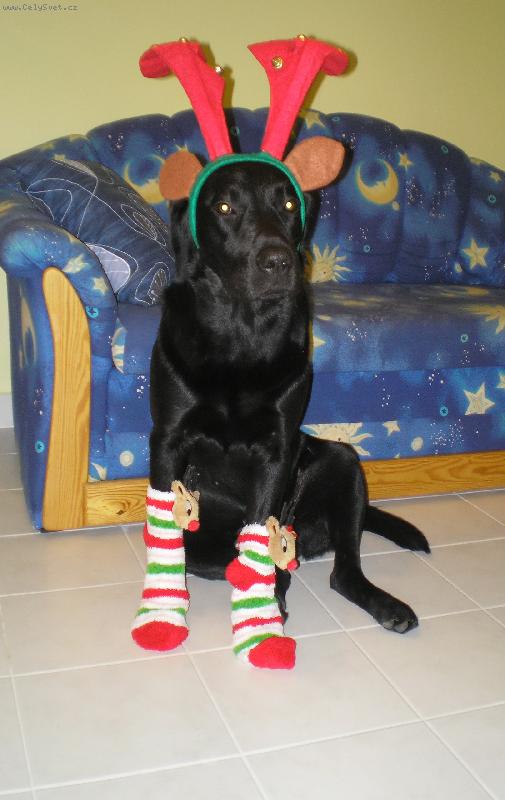 Foto: Je��ek mi nad�lil pono�ky, nev�sta mi nasadila parohy