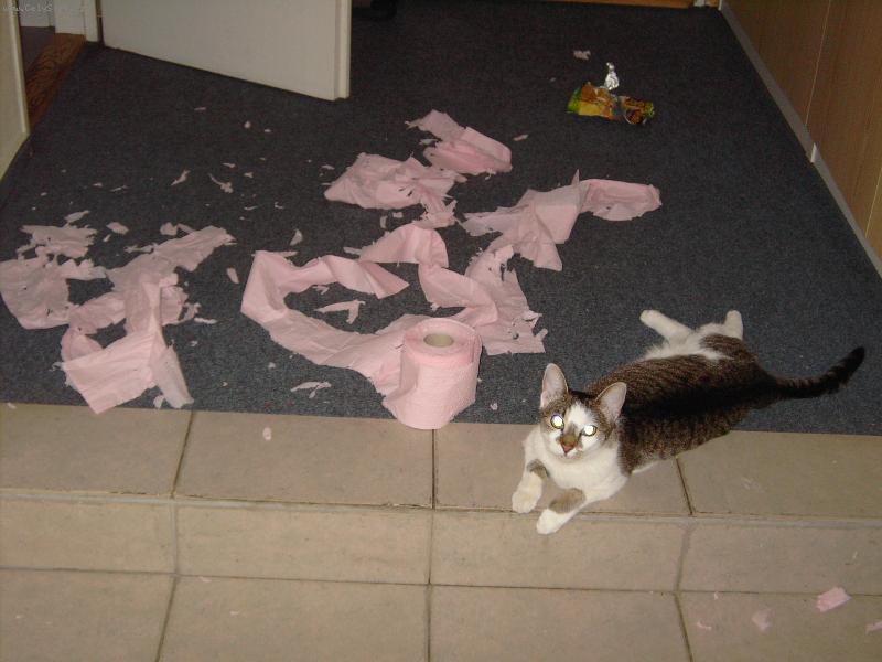 Foto: Tak tenhle toaletn� pap�r ne!-Jasn� n�zor na toaletn� pap�r ...  :o)) asi nebyl tak hebou�k�.