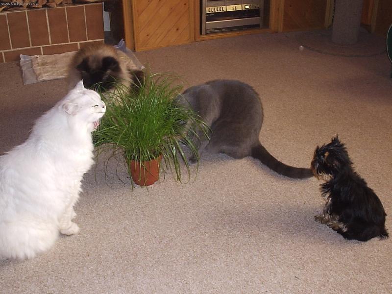 Foto: Ajinka a jej� kamar�di-Ajinka a jej� ko�i�� kamar�di