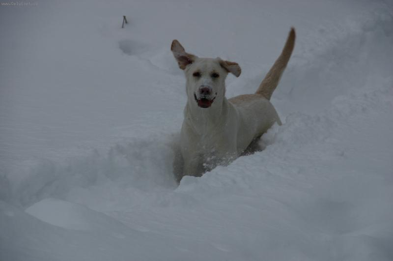 Foto: Co si tochu zaplavat ve sn�hu...