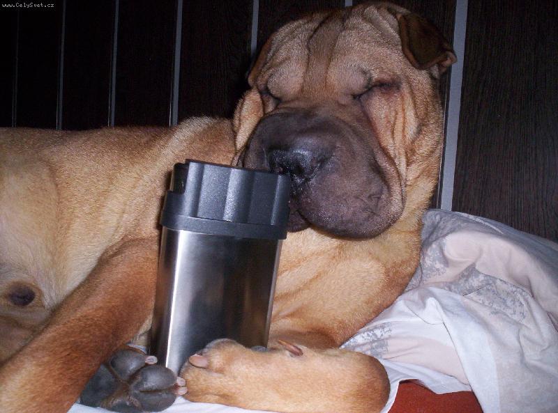 Foto: To m�m ale ��zen-Ahoj j� jsem Barney je mi rok a p�l a jsem mazel cel� rodiny