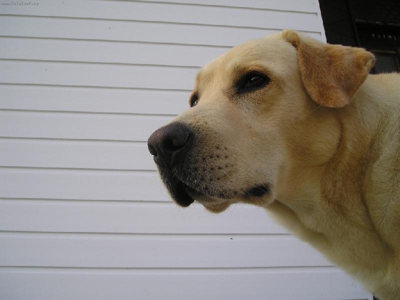 Foto: Portrait-zaujat� pohled