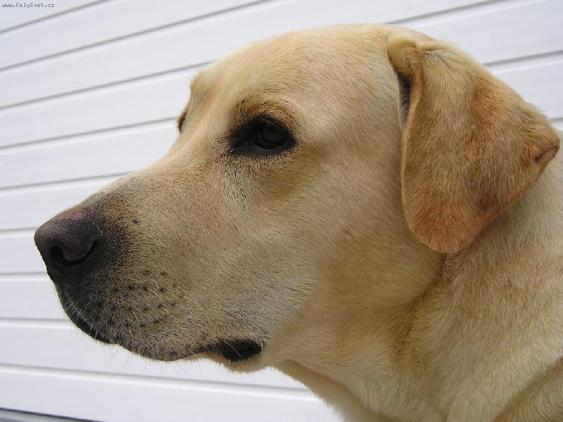 Foto: Portrait 2-op�t hlava :o)