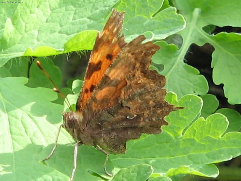 Foto: Prvn� mot�l