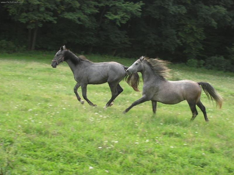 Foto: Volnost kon�-Dva kr�sn� kon� na louce
