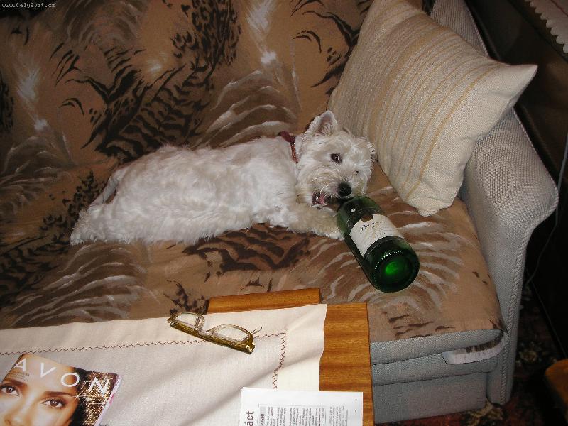 Foto: �anetka-nas�v�me aneb jak� p�n takov� pes