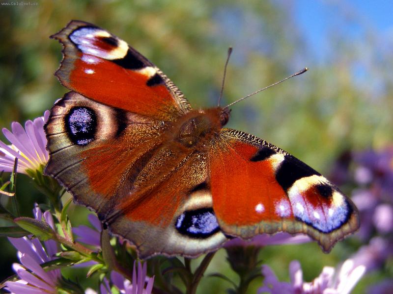 Foto: Mot�l-Mot�l