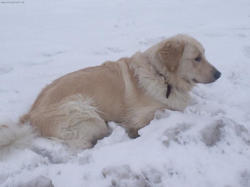 Foto: Arki-sn�ek a zimaa... to my m�me r�di