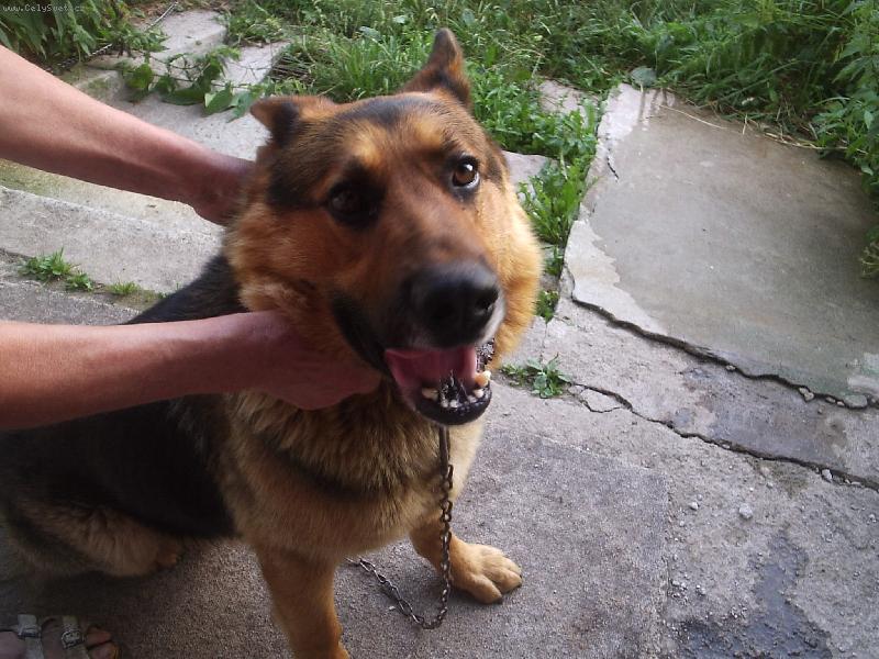 Foto: Ke����k-Dr�en� Ke�e p�i focen�