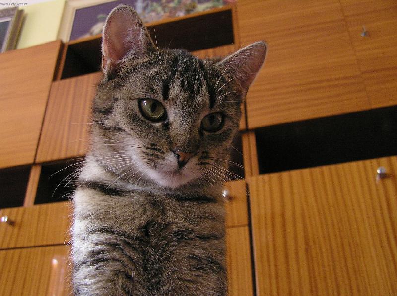 Foto: Ty nev�,�e ko�ky maj� v�dycky navrch?-Tyg��k