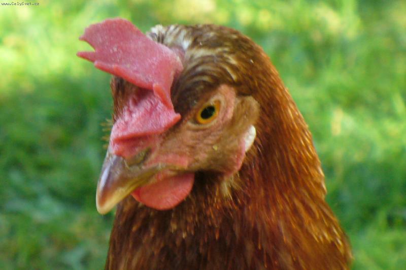 Foto: slepi�ka-babi��ina kvo�na