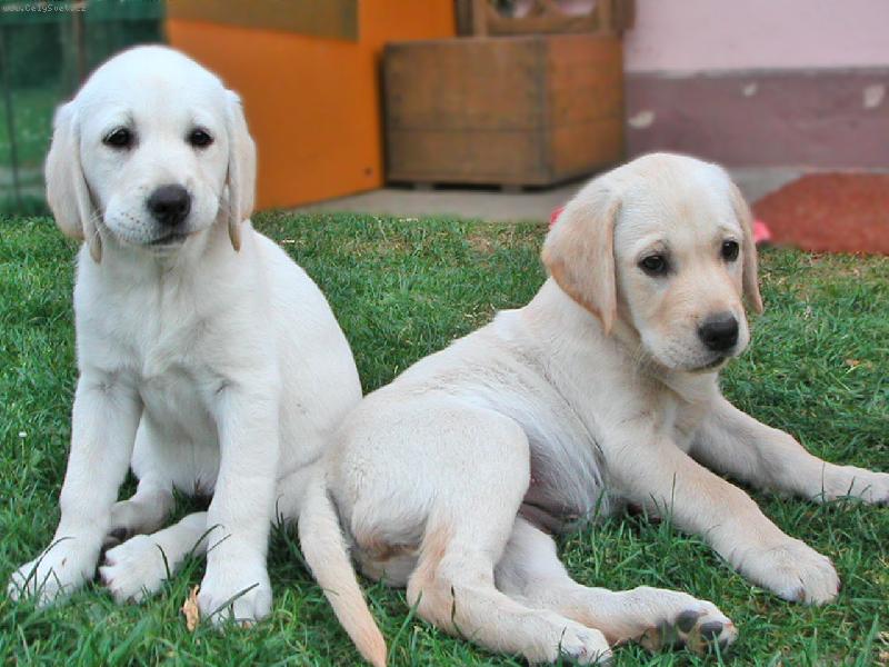 Foto: Ps� sourozenci-...tak kdo je hez����?