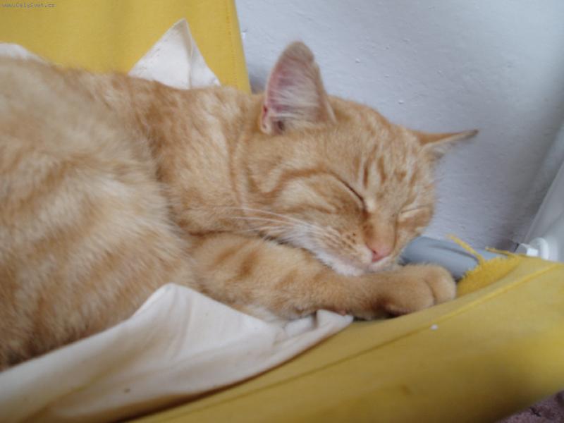 Foto: Yomiko-Yomiko usebe v k�es�lku