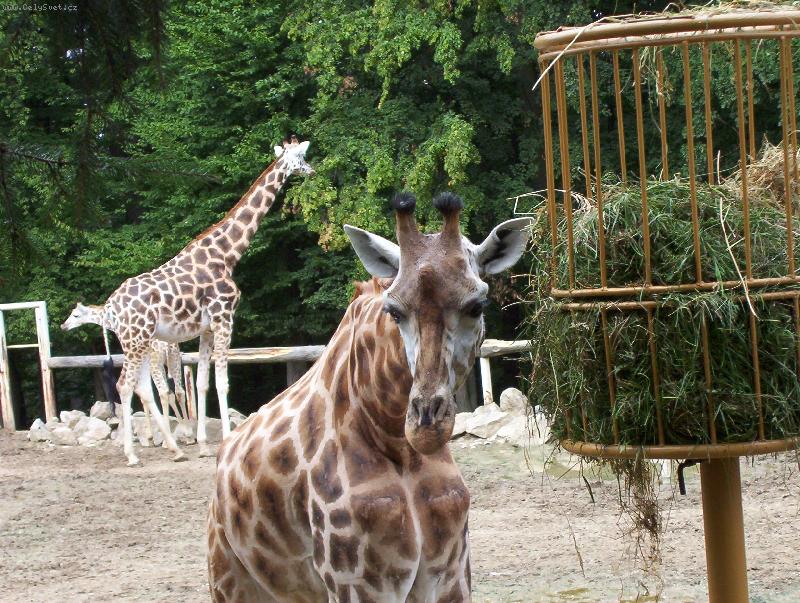 Foto: kr�sn� o�i �irafy